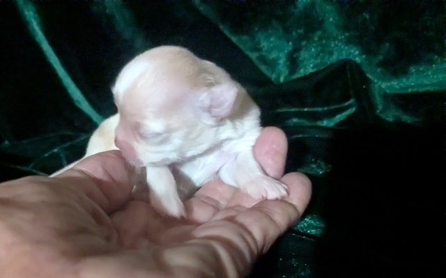 Chihuahua puppy for sale + 67152