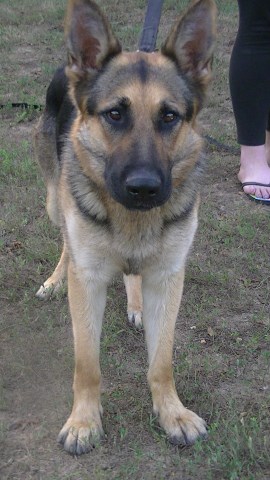 FREE  9 Yr. old GSD female, she is dog aggressive