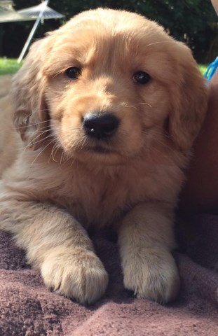 AKC Registered Golden Retriever Puppies