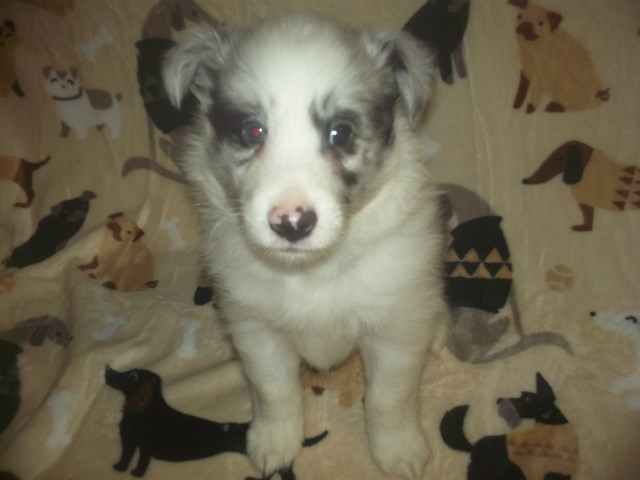 Blue Merle Male Sheltie Puppy, 9 weeks old