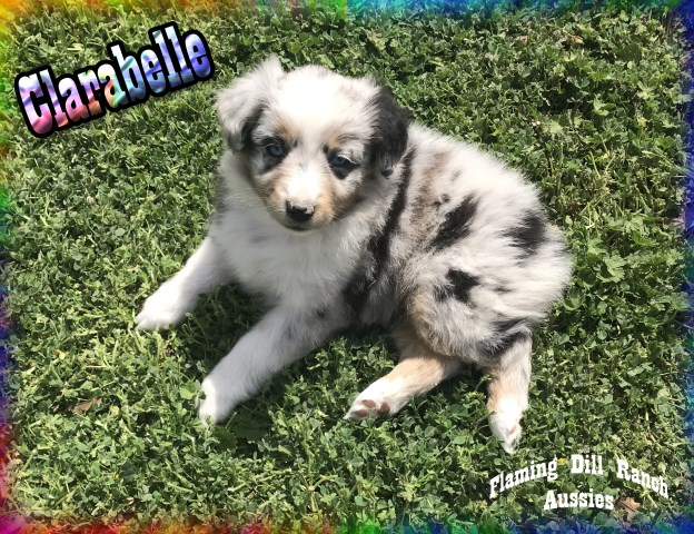 Clarabelle - Mini Blue Merle Female Aussie Puppy - Blue Eyes