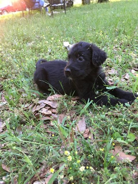 Labradoodle puppy for sale + 56422
