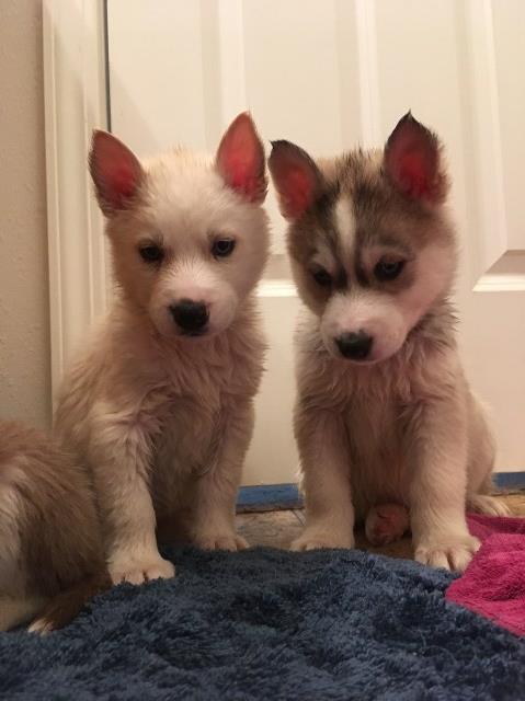 Akc Siberian Husky - ready Jan 17th