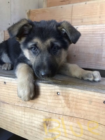 German Shepherd Puppies For Sale