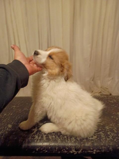 Great Pyrenees puppy for sale + 67021