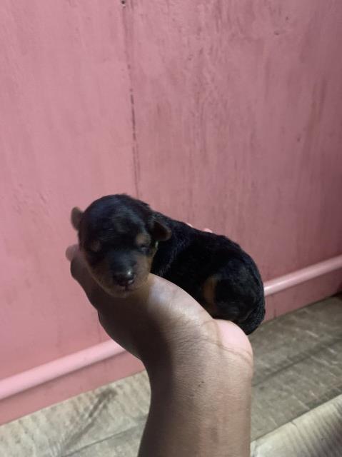 Yorkiepoo Puppies