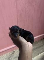 Yorkiepoo Puppies Yorkipoo for sale/adoption