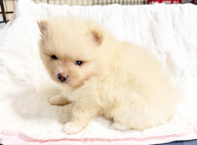 CKC Pomeranian EVAN