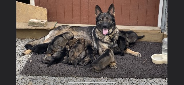 German shepherd puppies