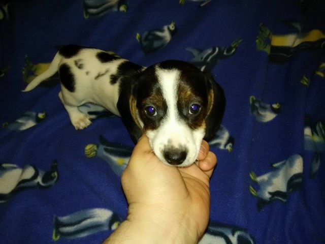 Dachshund puppy for sale + 51889