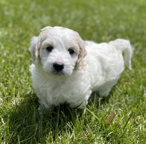 F1b Mini Goldendoodle Ocean