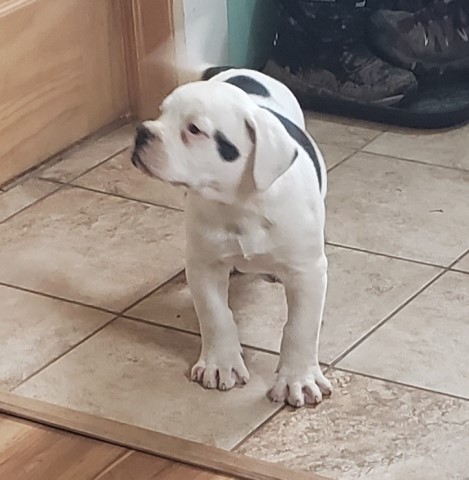 American Bulldog puppy for sale + 62415