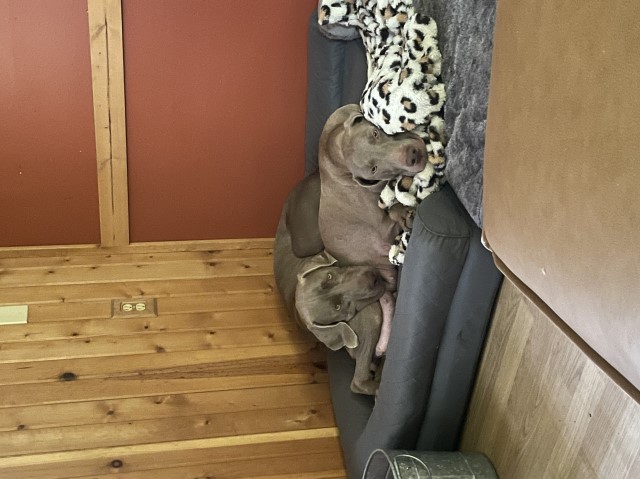 Weimaraner puppy for sale + 66426