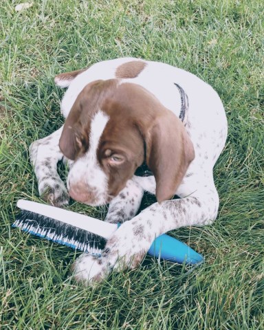 German Shorthaired Pointer puppy for sale + 58279