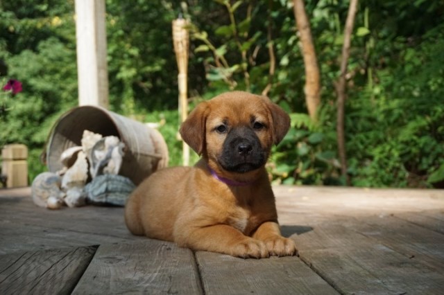Labrador Retriever puppy for sale + 58292