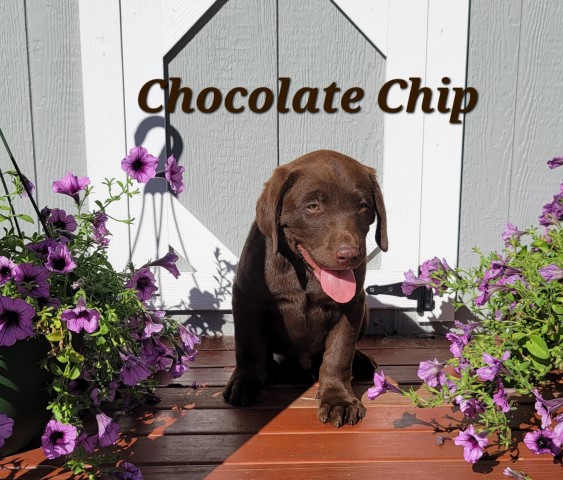 Chocolate lab male born May 22, 2022 call 231 821 0907