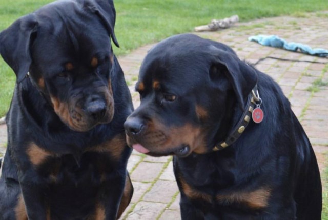 Rottweiler puppy for sale + 48180