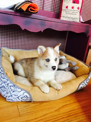 Pomsky puppy for sale + 48458