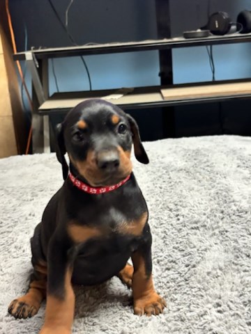Doberman Puppies Available Now