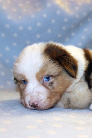 Australian Shepherd Dog puppy for sale + 53958