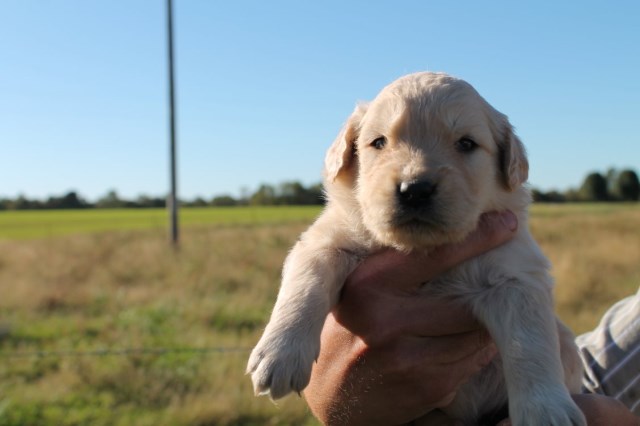 Golden Retriever puppy for sale + 50676