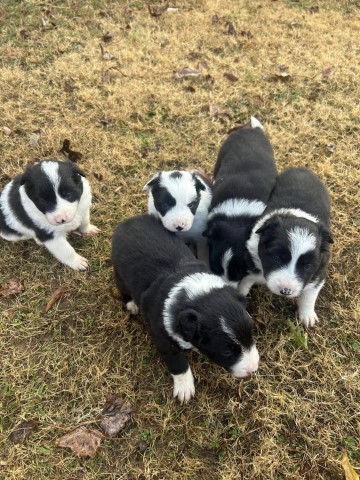 Border Collie puppy for sale + 66326