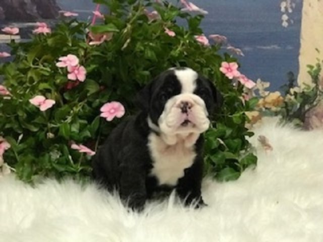 English Bulldog puppy for sale + 58305