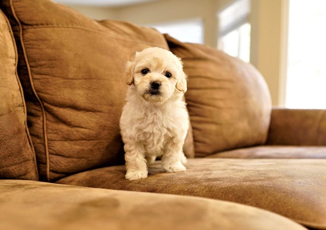 Cockapoo puppy dog for sale in Fullerton, California