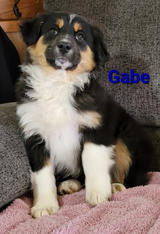 Australian Shepherd Dog puppy for sale + 63248