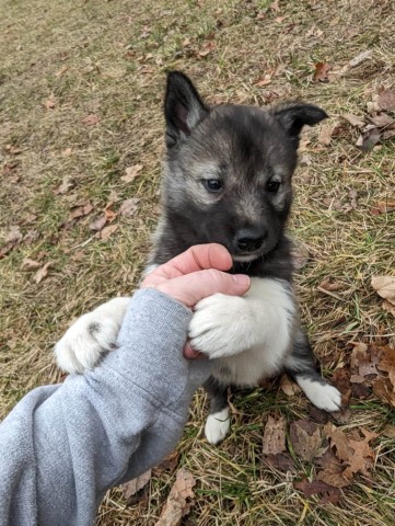 Siberian Husky puppy for sale + 64378