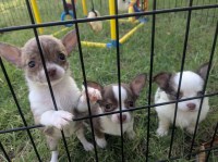 Candy Teacup Chocolate Chip Chihuahua Puppies Chihuahua for sale/adoption