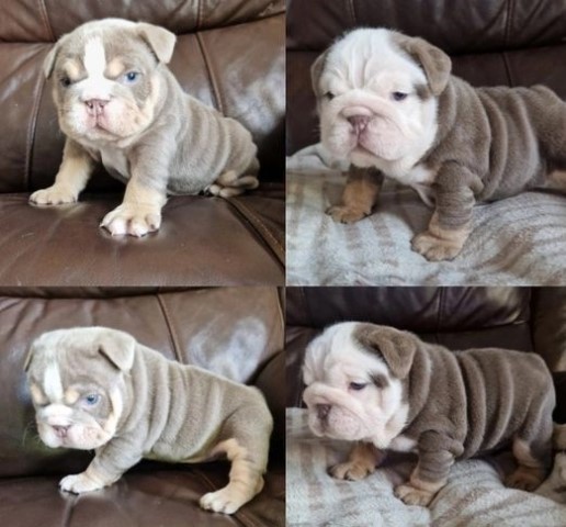 Absolute Beautiful English Bulldog Puppies