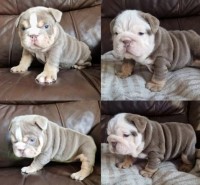 Absolute Beautiful English Bulldog Puppies English Bulldog for sale/adoption