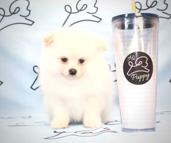 Pomeranian puppy for sale + 61409