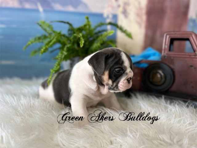 English Bulldog puppy for sale + 63658