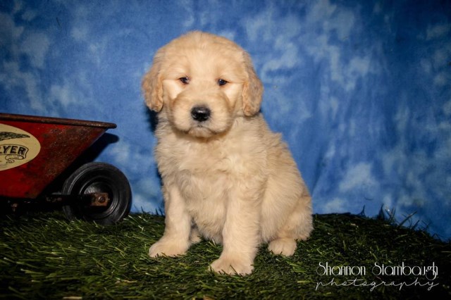 Labradoodle puppy dog for sale in Canton, Ohio