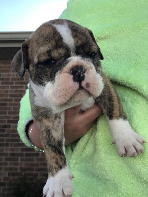 english bulldog puppies