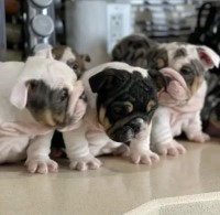 English Bulldog Pupies Ready For Adoption. English Bulldog for sale/adoption