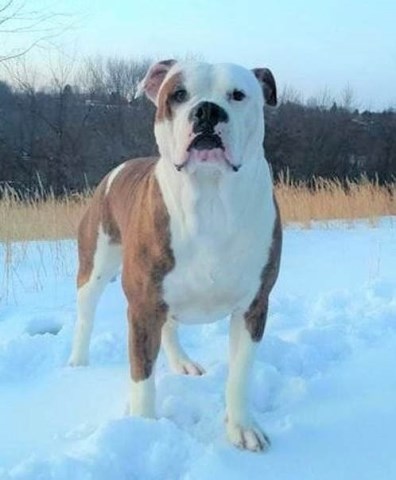 ALAPAHA BLUE BLOOD BULLDOGS *PREGNANCIES CONFIRMED* 2019 MARCH-ORIGINAL LANA LOU LANE  BLOODLINES