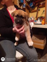 new year pupps  ready to go German Shepherd Dog for sale/adoption