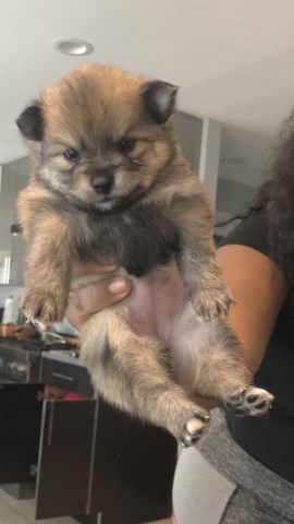 Pomeranian puppy for sale + 54804