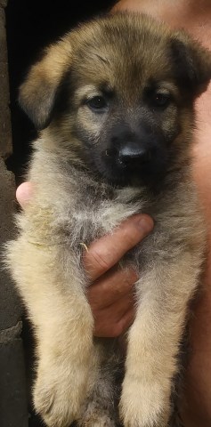 German Shepherd Dog puppy for sale + 53746