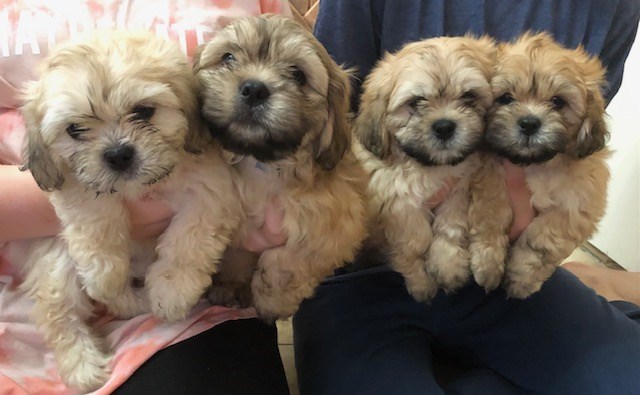 Shih Apso Puppies (Shih Tzu/ Lhasa Apso) 7 Males