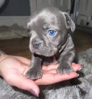 Striving For Excellent frenchies in color And conformation French Bulldog for sale/adoption