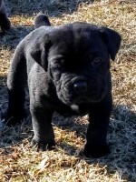 Cane Corso Puppies And Dogs For Sale In Georgia
