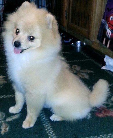 Pomeranian puppy for sale + 46786
