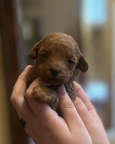 Poodle Toy puppy for sale + 67185