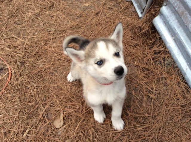 Siberian Husky puppy for sale + 63402