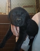 AKC Lab Puppies Labrador Retriever for sale/adoption