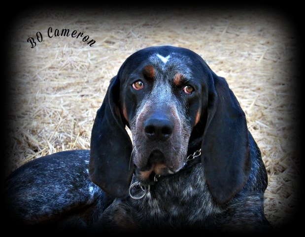 Bluetick Coonhounds For Sale Nationwide.